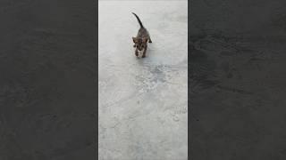 cute little cat walking stumble ️️ #song #music #cute @toyorbabytv