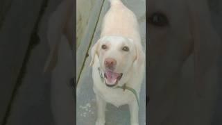 dog barking # Labrador#rani#viralshort# video# TG Official# 