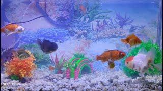 Dunia Ikan yang Hidup Bersama-sama (The World of Living Fish Together)