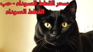 سحر القطط السوداء_ الحب في صورة الغموض