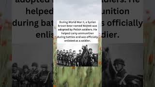 Wojtek The Syrian Brown Bear Was A WWII Soldier