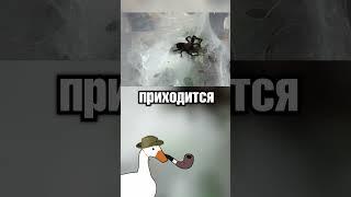 Пауки в ботинках ️️️
