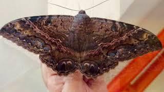 ¿Una mariposa que anuncia fallecimientos o mala suerte?