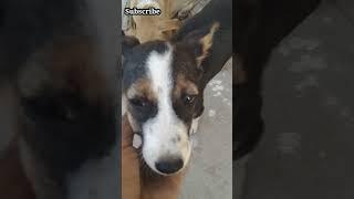 my dog chunni so jelous |#54| #dogs #vlog #shorts