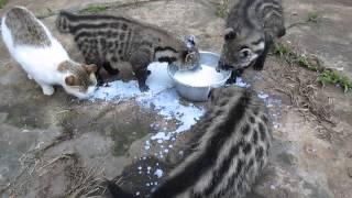 African Civet Cats' Feeding Frenzy