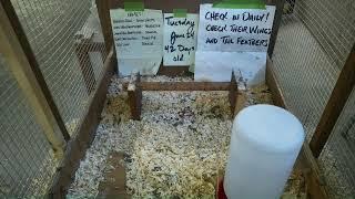 Chickie   Cam! - Thomas Johnson Antique Furniture Restoration