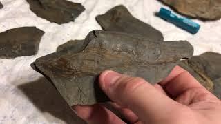 Pennsylvanian period, Carboniferous era, fossils for sale or trade