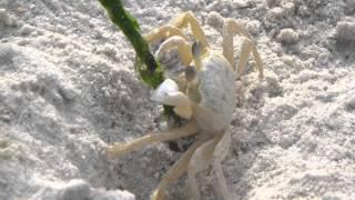 beach crab at cabana beach, curacao