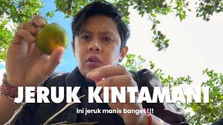 VLOG  KE KEBUN JERUK & KOPI KINTAMANI