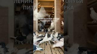 ЛЕНИНАКАНСКИЕ ГОЛУБИ АРМЕНИИ ПИТОМНИК МАРКА #голуби #աղավնիներ #pigeons #tauben #армянские