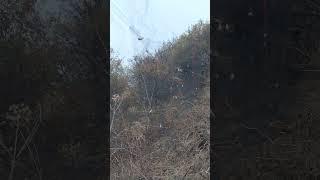 Ловля щеглов сава ови 2024 14 октябрь #birds #охота
