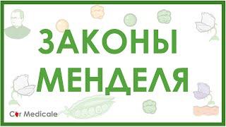 Законы Менделя - менделевская или классическая генетика