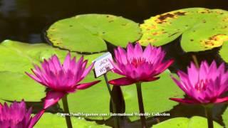 Jack Wood Waterlily Red Day Blooming Nymphaea