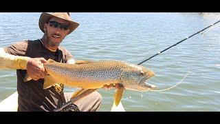 BIG TROUT 30+ incher FlyFishing Utah July 2023