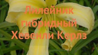 Лилейник гибридный Хевенли Керлз (hemerocallis)  обзор: как сажать, саженцы лилейника Хевенли Керлз