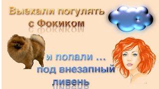 Погуляли с Фоксиком  называется Дождь  был всего 5 минут и мы под него попали