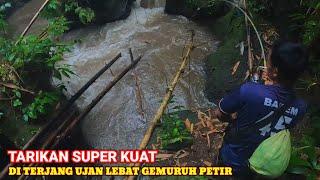 MANCING SIDAT. NGERI JORAN HAMPIR PATAH DI TARIK SIDAT.