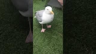 Seagull is sad when he hears England lost the Match