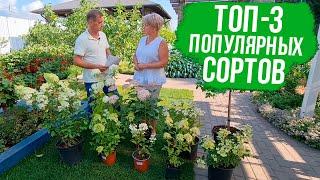 3 САМЫХ популярных сорта гортензий. Как ухаживать за гортензиями.