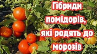 22 вересня, мороз уже був, а ПОМІДОРИ ще цвітуть і в'яжуться.  НАЙКРАЩІ ЦУКРОВІ ТОМАТИ.