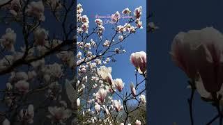 Spring at its best #spring #sakura #magnolia #bloom #pink #powsin #pov #cherryblossom #primavera