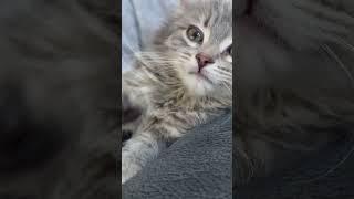 What colour are her eyes? #cat #cutecat #siberiancat #kitten #babyanimal