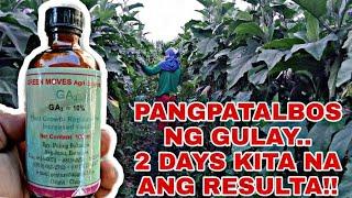 VIRAL NA PANGPATALBOS NG GULAY || 2 DAYS LANG KITA NA ANG RESULTA