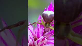 Spider #macro #nature #shortvideo #video #shorts