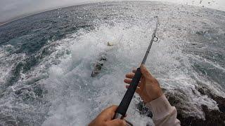 Rock fishing NZ kingfish snapper Far North