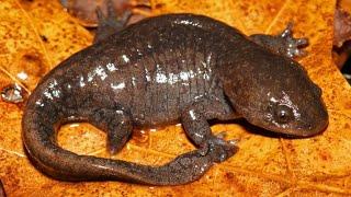 The Fascinating Life of the Mole Salamander: Ambystoma talpoideum