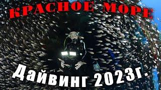 Красное море. Египет. Дайвинг. Май 2023.