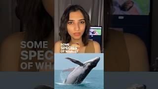Whale Superpower Revealed: Bubble Net Feeding #shorts #youtubeshorts