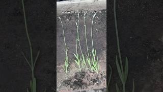 Do you want free LAVENDER plants? 3 ways you can get them #gardening #lavender #gardentips