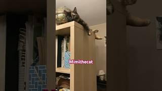 #funnycatvideos #catsofyoutube #mimithecat #mrfluffy