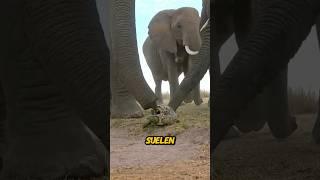  Elefante Pisa una Tortuga