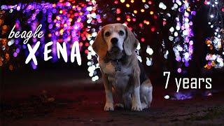 Xena tricks and fun ~ 7 years old beagle