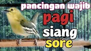 suara CIPOW/cipoh gacor Dorr sangat AMPUH MENAIKAN EMOSI GACOR pancingan paling sukses dan handal