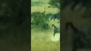 Cheetah hunting wildebeest #animals