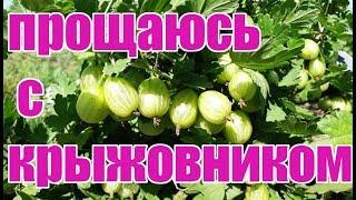 Избавляюсь от крыжовника Пакс, Ксения, Тиксия, Инвикта и Уральский розовый