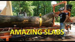 MASSIVE 38" CHERRY crotch log on the sawmill