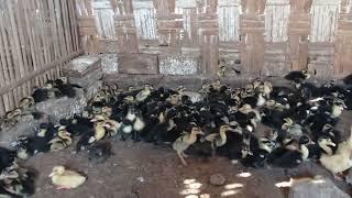 Stok full hari ini DOD Bebek Hibrida dan Alabio