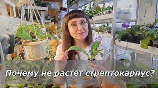 Стрептокарпус не растет и не развивается розетка