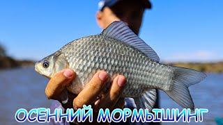 Осенний мормышинг!  Карась на МОРМО!