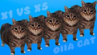 OIIAOIIA CAT X1 - X5 CATS!!! OIIA OIIA CAT MEME SONG #oiiaoiia #cat #meme