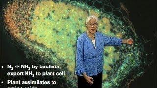 Nitrogen fixation - Sharon Long (Stanford)