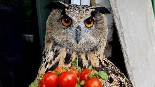 They plucked tomatoes off Yoll's tree! Owl shares the harvest (no)