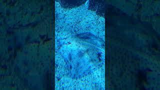 Camouflaged Stingray!  #shorts #stingray