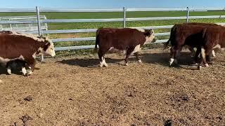 Dart - Gray Hereford steers 296kg, 21/6/24