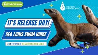 Watch California Sea Lions Return to the Ocean!