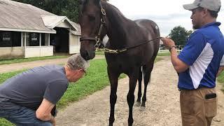 what is a Thoroughbred Racing Club